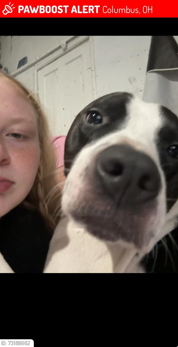 Lost Male Dog last seen Kroger on Eakin and Harrisburg pike, Columbus, OH 43223