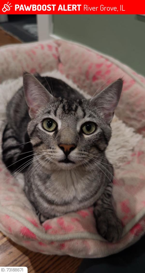 Lost Male Cat last seen Grand and First Ave, River Grove, IL 60171