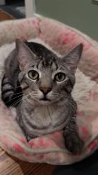 Lost Male Cat last seen Grand and First Ave, River Grove, IL 60171