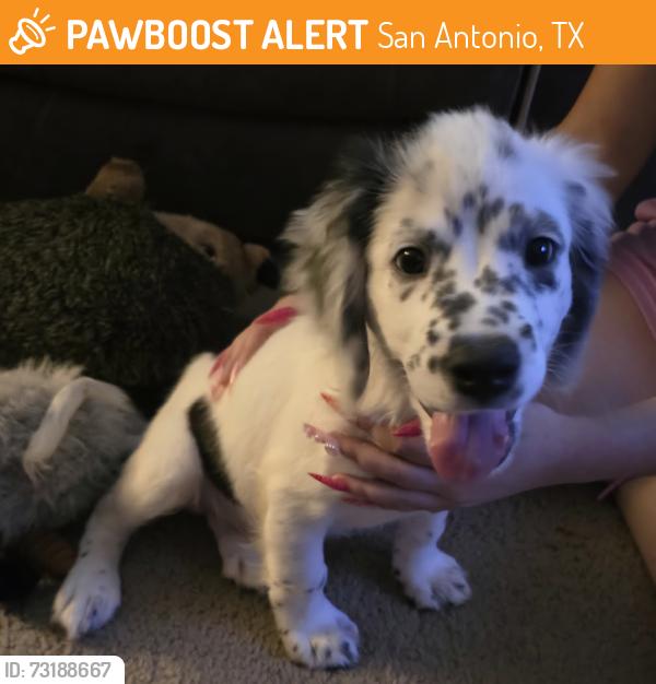 Found/Stray Male Dog last seen Old Highway 90, San Antonio, TX 78227