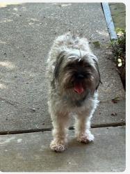 Reunited Unknown Dog last seen Palm Falls Ct, Copperfield Westcreek Village, TX 77095