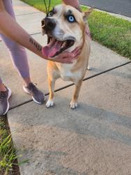 Reunited Male Dog last seen S New Hope near the banks, Gastonia, NC 28054
