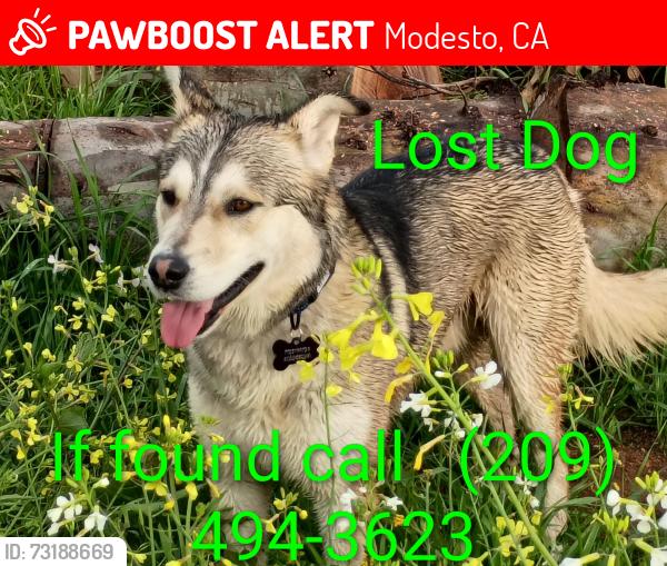 Lost Male Dog last seen Badger way, Modesto, CA 95355