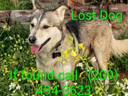 Lost Male Dog last seen Badger way, Modesto, CA 95355