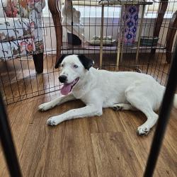 Found/Stray Female Dog last seen Helena and 7th circle, Aurora, CO 80011
