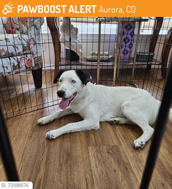 Found/Stray Female Dog last seen Helena and 7th circle, Aurora, CO 80011