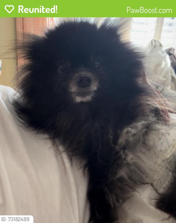 Reunited Male Dog last seen Harrington Grove Drive, Raleigh, NC 27613