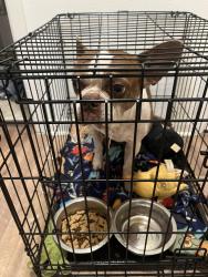 Reunited Male Dog last seen By front office street area, Austin, TX 78758