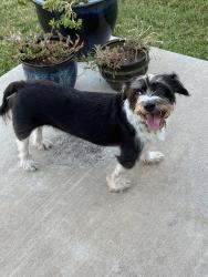 Reunited Male Dog last seen Matlock and lonesome dove, Arlington, TX 76001