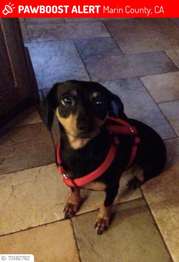 Lost Female Dog last seen East Blithedale Avenue., Mill Valley, CA 94941