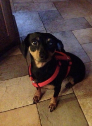 Lost Female Dog last seen East Blithedale Avenue., Mill Valley, CA 94941