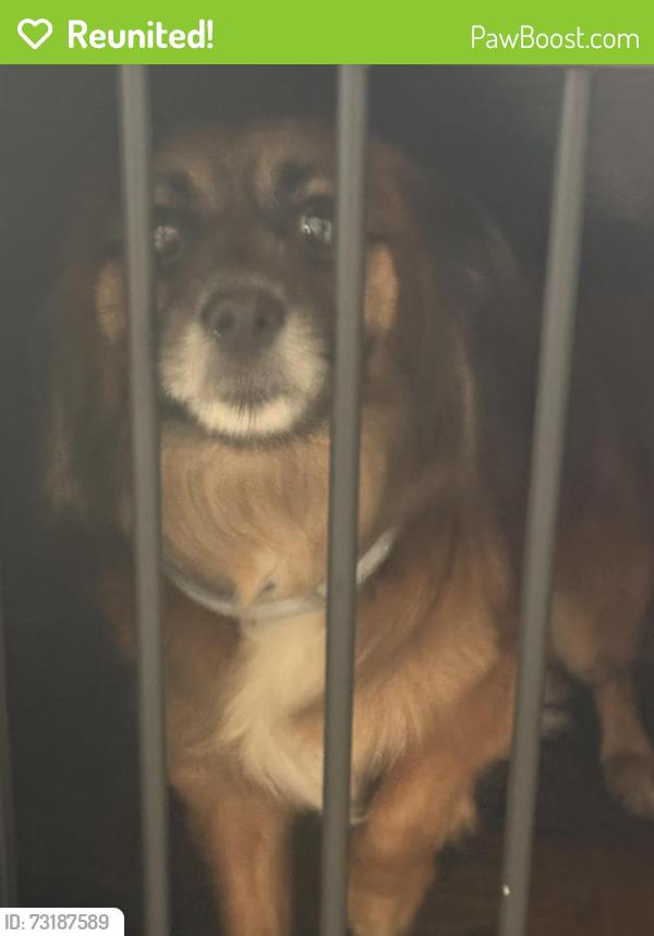 Reunited Female Dog last seen Via Los Alisos, Westminster, CA 92683, USA, Westminster, CA 92683