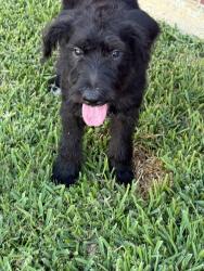 Reunited Male Dog last seen Matlock and lonesome dove, Arlington, TX 76001