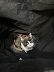 Reunited Female Cat last seen Country Forest Creekside Dr, Magnolia, TX 77354