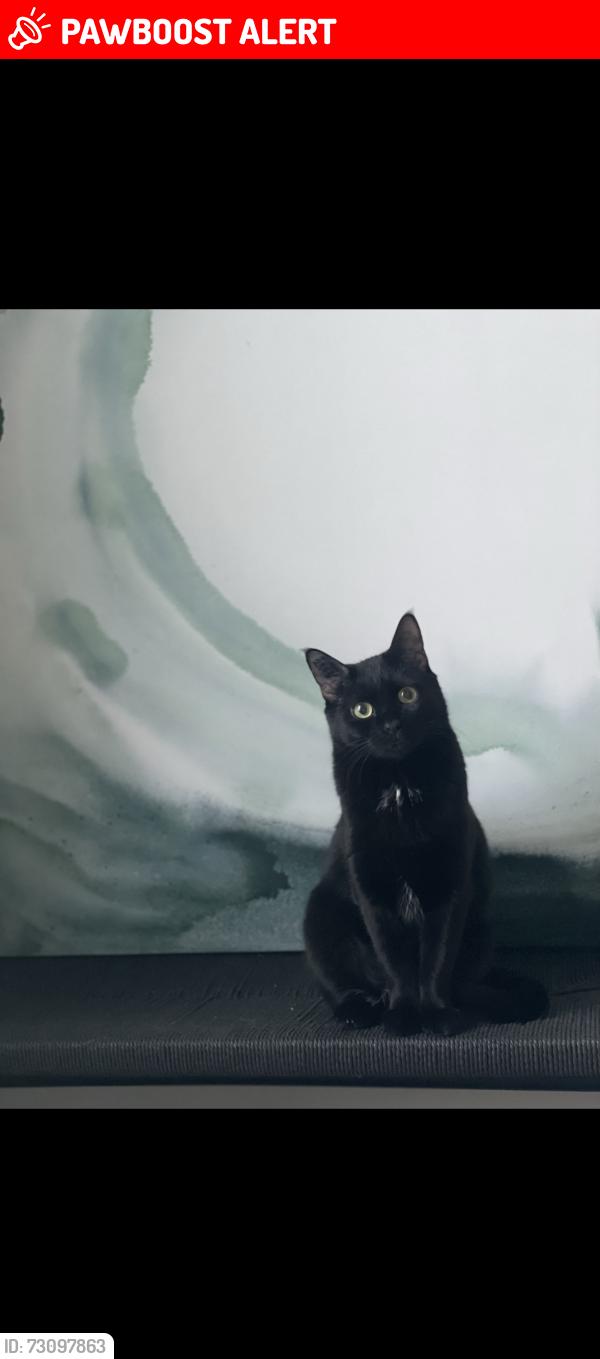 Lost Female Cat last seen Line 9 & Concession 2, Niagara-on-the-Lake, ON L0S 1P0