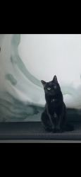 Lost Female Cat last seen Line 9 & Concession 2, Niagara-on-the-Lake, ON L0S 1P0