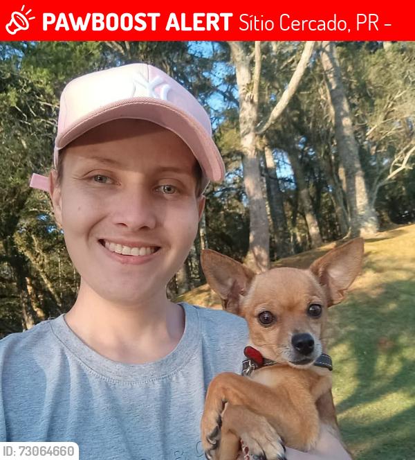 Lost Female Dog last seen Centro médico comunitário bairro novo, Sítio Cercado, PR 81925-100