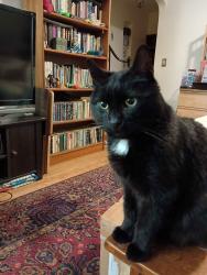 Reunited Male Cat last seen 5th ave and Olympic, Olympia, WA 98502
