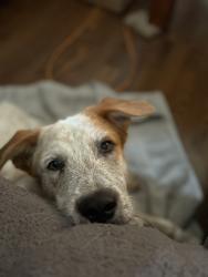 Reunited Male Dog last seen Platt road, lilac lane, Naples, FL 34120