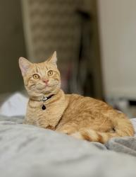 Reunited Male Cat last seen Farm Bureau, Concord, CA 94519