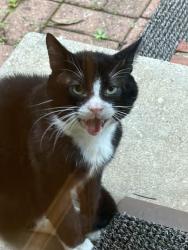Found/Stray Unknown Cat last seen On porch, Greensboro, NC 27410