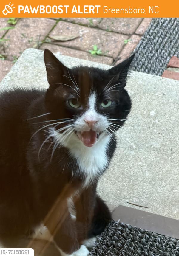 Found/Stray Unknown Cat last seen On porch, Greensboro, NC 27410