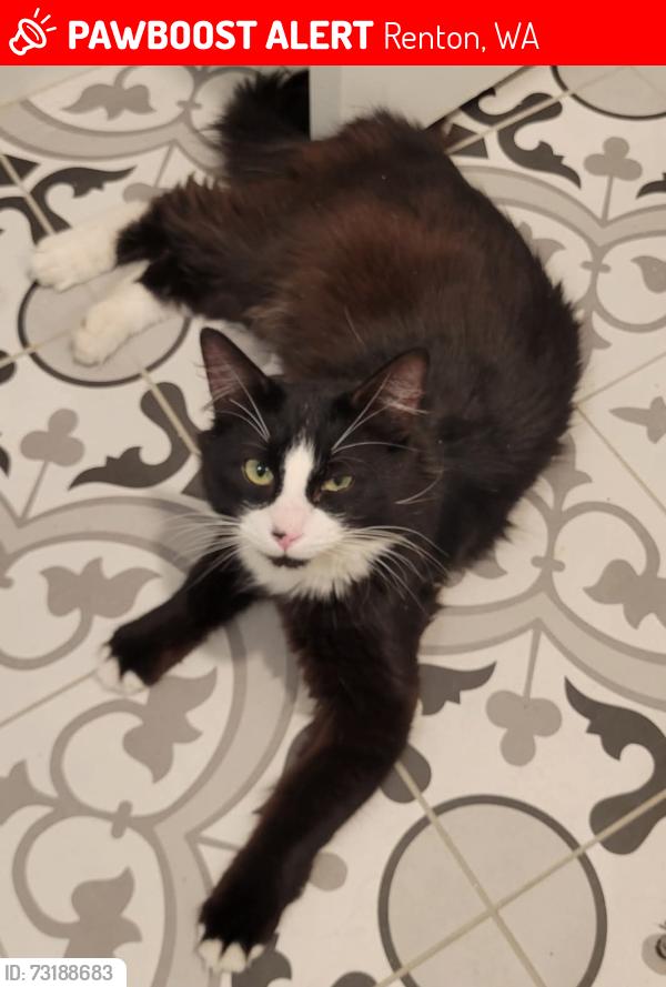 Lost Male Cat last seen Union, Renton, WA 98056