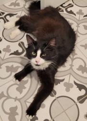 Lost Male Cat last seen Union, Renton, WA 98056