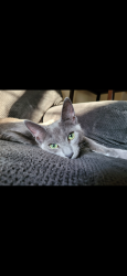 Lost Female Cat last seen Near 48th Ave NE, Seattle, WA 98125, Seattle, WA 98125