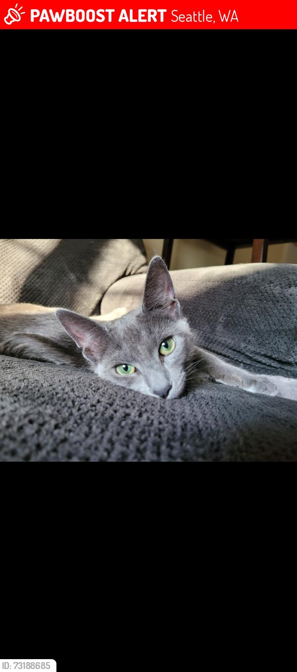 Lost Female Cat last seen Near 48th Ave NE, Seattle, WA 98125, Seattle, WA 98125