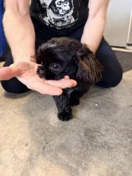 Found/Stray Female Dog last seen 138tg & Vickery, Clover Creek, WA 98446