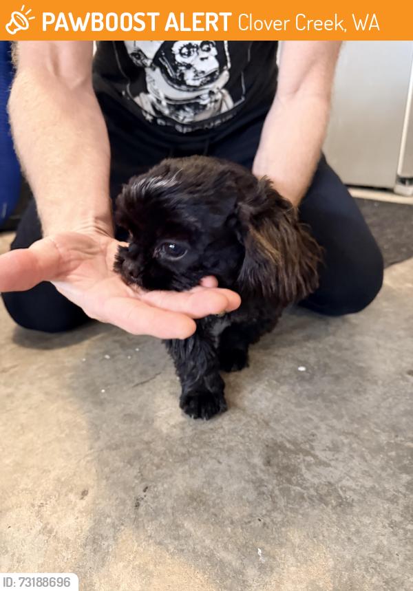 Found/Stray Female Dog last seen 138tg & Vickery, Clover Creek, WA 98446