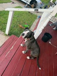 Reunited Female Dog last seen Vass rd, Spring Lake, NC 28310