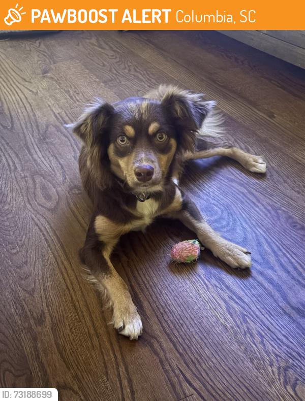 Found/Stray Female Dog last seen Shop road about 10 minutes from humane society, Columbia, SC 29205