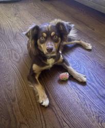 Found/Stray Female Dog last seen Shop road about 10 minutes from humane society, Columbia, SC 29205