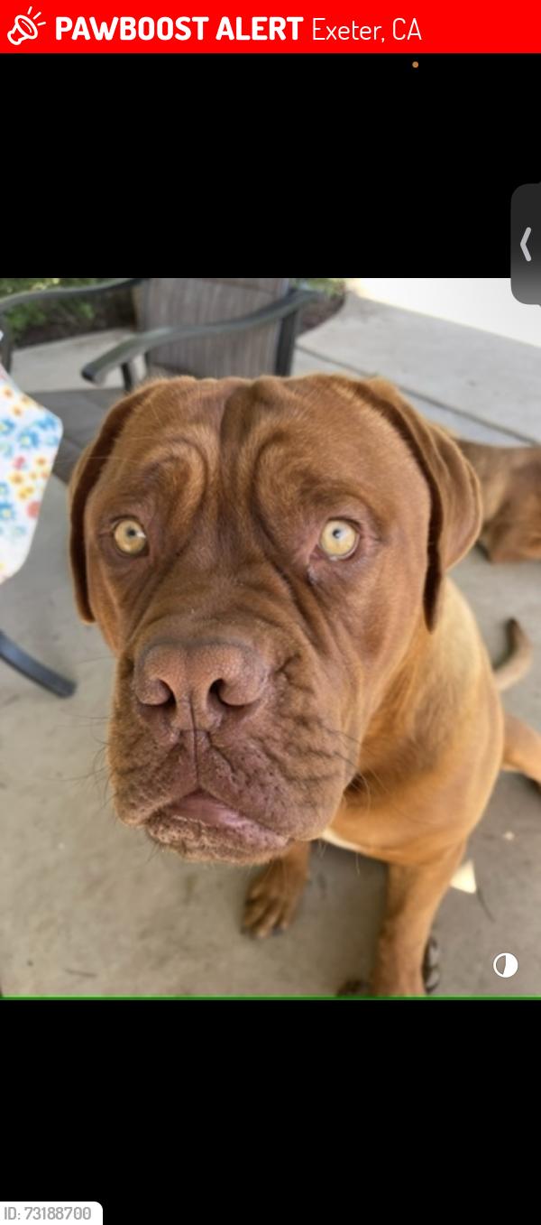 Lost Male Dog last seen Road 220, Exeter, CA 93221