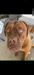 Lost Male Dog last seen Road 220, Exeter, CA 93221