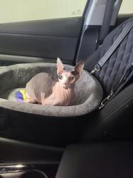 Reunited Male Cat last seen 120th AND Irma, Northglenn, CO 80233