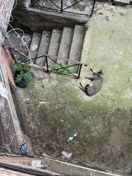 Found/Stray Unknown Cat last seen 65th Street and 24th ave 11204, Brooklyn, NY 11204