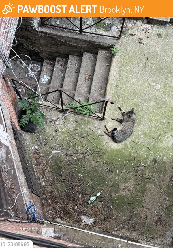 Found/Stray Unknown Cat last seen 65th Street and 24th ave 11204, Brooklyn, NY 11204