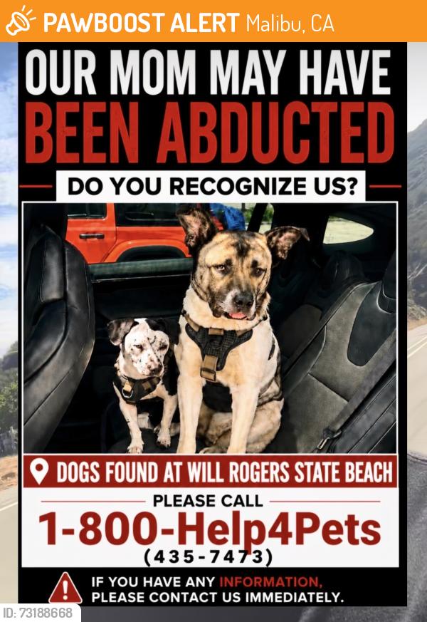 Found/Stray Female Dog last seen Pacifc Coast Highway and Temescal Canyon Road, Malibu, CA 90265