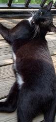 Found/Stray Unknown Cat last seen Blue Ridge Blvd Grandview Missouri 64030, Grandview, MO 64030