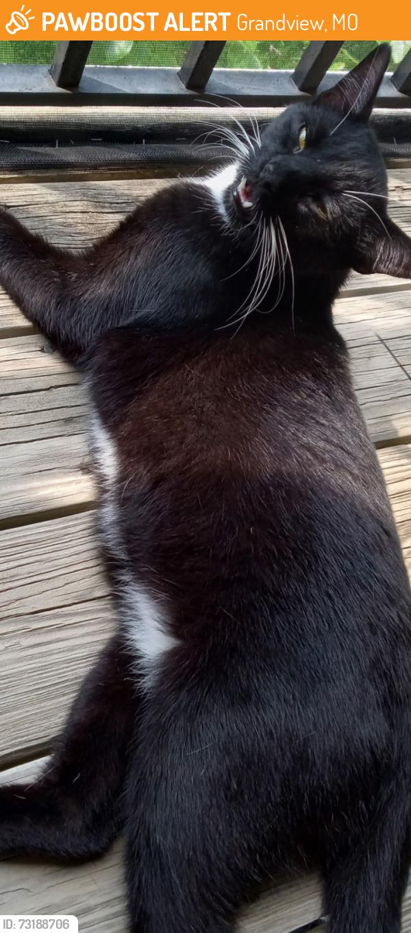 Found/Stray Unknown Cat last seen Blue Ridge Blvd Grandview Missouri 64030, Grandview, MO 64030