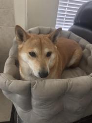 Reunited Female Dog last seen Mustang Ave, Sachse, TX 75048