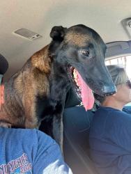 Found/Stray Male Dog last seen Jamacha, El Cajon, CA 92019
