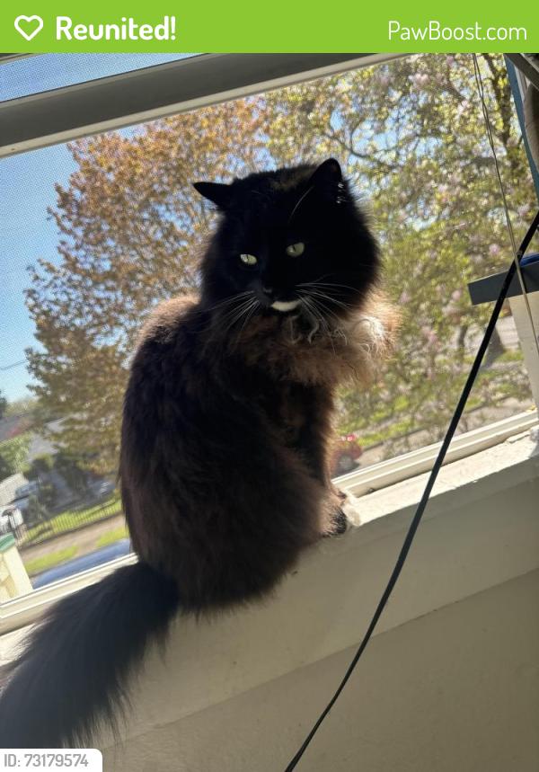 Reunited Male Cat last seen Intersection of N Borthwick Ave and Rosa Parks across from Peninsula Park., Portland, OR 97217