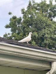 Found/Stray Unknown Bird last seen 80th pl & Howard Ave willow springs, Willow Springs, IL 60525