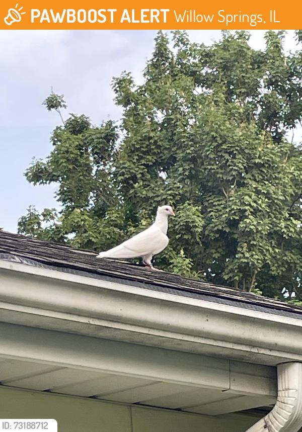 Found/Stray Unknown Bird last seen 80th pl & Howard Ave willow springs, Willow Springs, IL 60525