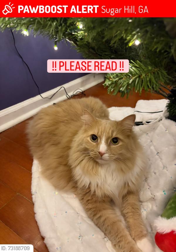 Lost Male Cat last seen Lanier Middle School, Sugar Hill, GA 30518