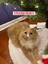 Lost Male Cat last seen Lanier Middle School, Sugar Hill, GA 30518